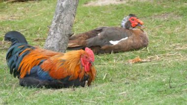 Yetişkin bir ördeğin yanındaki güzel horoz bir çiftlik bahçesindeki bir ağacın altında çimlerin üzerinde oturur.