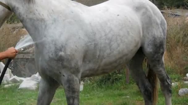 A fehér lovat a tanyán mossák le vízzel teli tömlőkről. — Stock videók