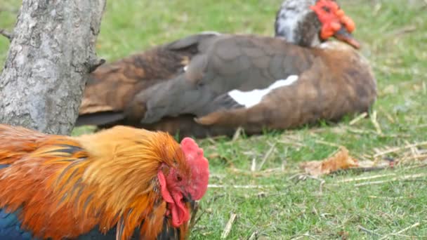 Galo bonito ao lado de um pato adulto sentar-se na grama sob uma árvore em um quintal — Vídeo de Stock