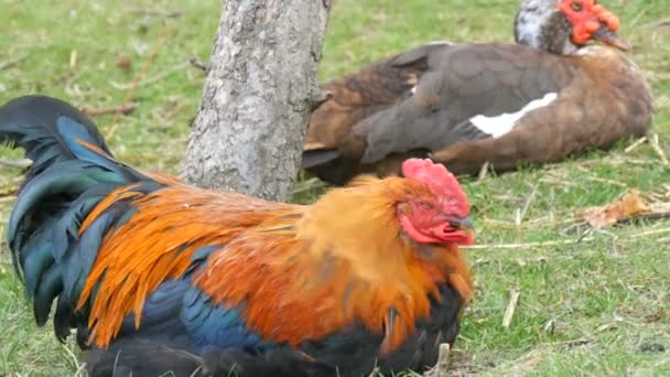 Galo bonito ao lado de um pato adulto sentar-se na grama sob uma árvore em um quintal — Vídeo de Stock