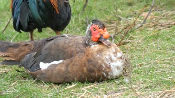 Ayam jantan yang cantik di samping bebek dewasa duduk di rumput di bawah pohon di halaman pertanian — Stok Video