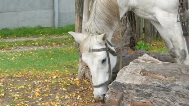 Piękny biały koń osiodłany stoi i wypasa się jesienią pod drzewem — Wideo stockowe