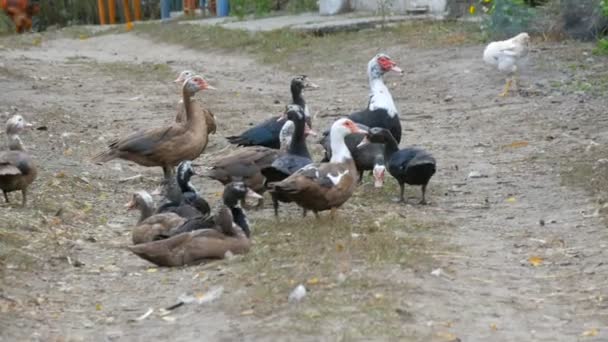 Un grande gregge di anatre domestiche pascolano nel cortile di una casa del villaggio, con galli e polli che camminano sullo sfondo. Uccello domestico — Video Stock