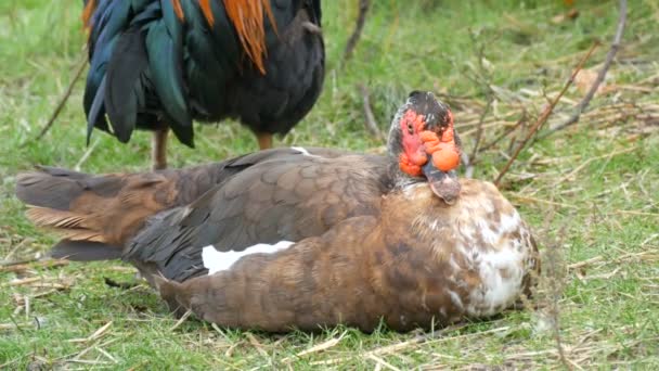 Ayam jantan yang cantik di samping bebek dewasa duduk di rumput di bawah pohon di halaman pertanian — Stok Video