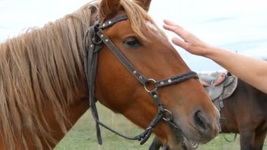 Dişi eller, kahverengi bir atın yüzünü nazikçe okşar..