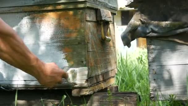 Jarní příprava včelího úlu na léto. Muž včelař pomocí speciální bílé barvy a štětcem malovat dřevěné desky — Stock video