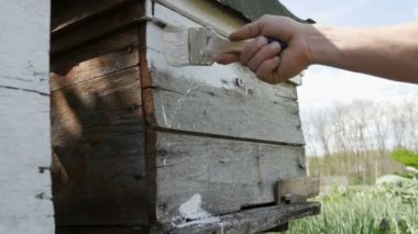 Yaz için arı kovanının bahar hazırlığı. Erkek arı yetiştiricisi ahşap tahtaları boyamak için özel beyaz boya ve fırça kullanıyor.