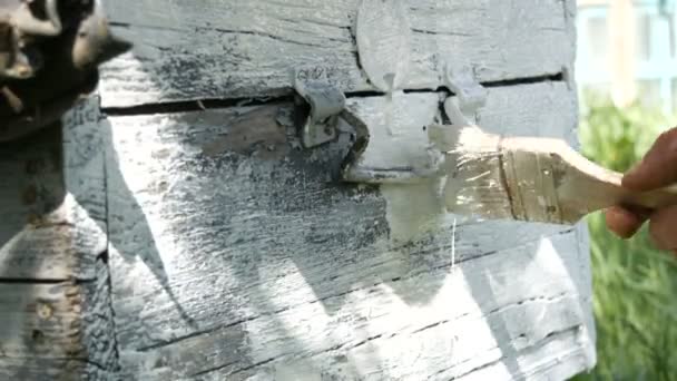 Old shabby wooden vintage bee hive, which the beekeeper paints with a brush with white paint and renews it for the summer — Stock Video