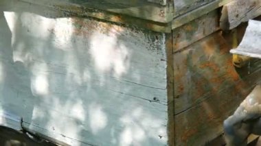 Eski püskü ahşap arı kovanını arıcı beyaz boyayla boyar ve yaz için yeniler.