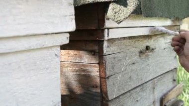 Yaz için arı kovanının bahar hazırlığı. Erkek arı yetiştiricisi ahşap tahtaları boyamak için özel beyaz boya ve fırça kullanıyor.