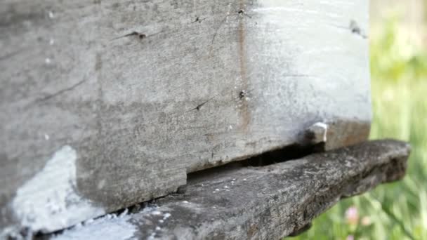 Voorjaarsvoorbereiding van een bijenkorf voor de zomer. Mannelijke imker met speciale witte verf en penseel om houten planken te schilderen — Stockvideo