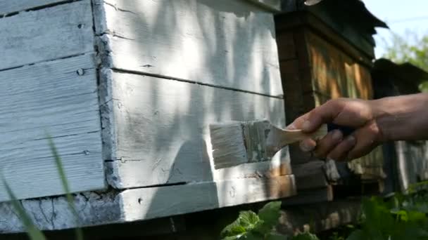 Starý ošuntělý dřevěný včelí úl, který včelař maluje štětcem bílou barvou a obnovuje na léto — Stock video