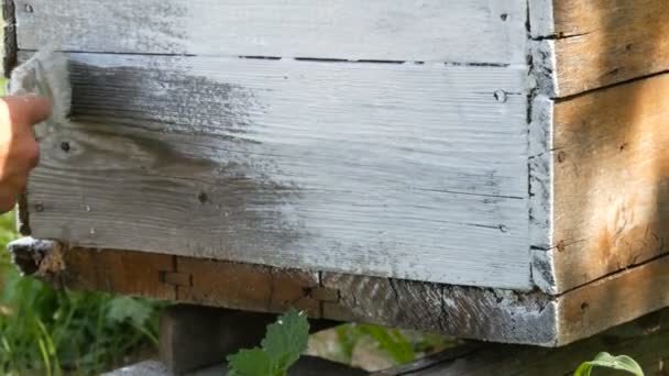 Vieja colmena de abejas añejo de madera, que el apicultor pinta con un pincel con pintura blanca y lo renueva para el verano — Vídeos de Stock