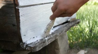 Yaz için arı kovanının bahar hazırlığı. Erkek arı yetiştiricisi ahşap tahtaları boyamak için özel beyaz boya ve fırça kullanıyor.