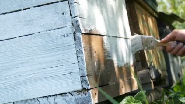 Jarní příprava včelího úlu na léto. Muž včelař pomocí speciální bílé barvy a štětcem malovat dřevěné desky — Stock video