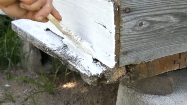 Yaz için arı kovanının bahar hazırlığı. Erkek arı yetiştiricisi ahşap tahtaları boyamak için özel beyaz boya ve fırça kullanıyor.