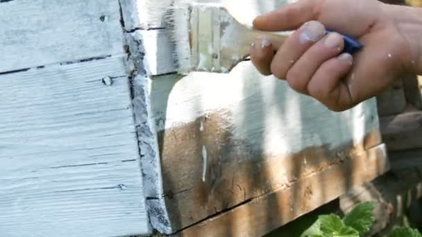 La preparación primaveral de la colmena para el verano. Apicultor masculino usando pintura blanca especial y pincel para pintar tableros de madera — Vídeos de Stock