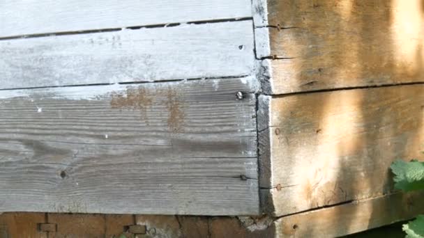 Spring preparation of a bee hive for the summer. Male beekeeper using special white paint and brush to paint wooden boards — Stock Video