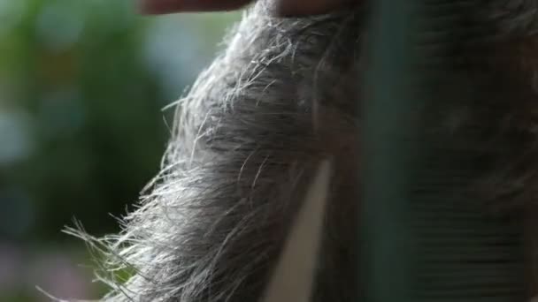 Coupe de cheveux d'un vieil homme sans abri. Les mains des femmes sont coupées homme aux cheveux blancs avec un peigne et des ciseaux dans un abri pour sans-abri, vue rapprochée — Video