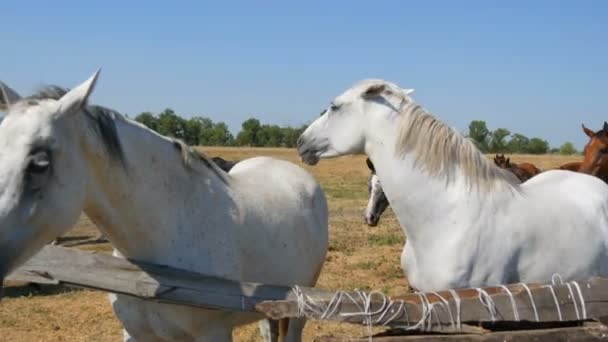 ม้าผู้ใหญ่ตัวใหญ่ยืนอยู่เหนือรั้วที่ฟาร์มสตั๊ด — วีดีโอสต็อก