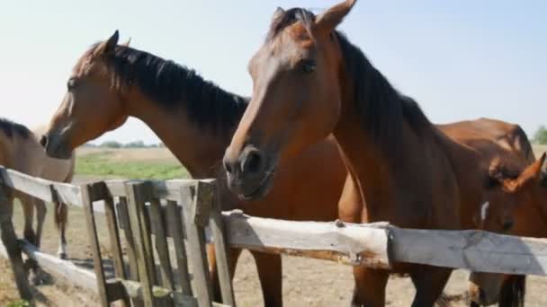 Um cavalo adulto grande fica sobre uma cerca em uma fazenda de garanhões — Vídeo de Stock