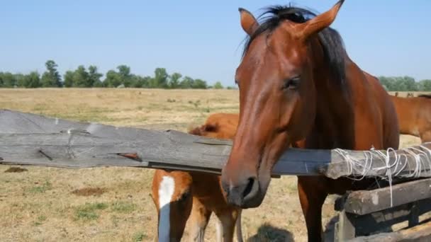 A large horse and a foal stand over a fence at a stud farm — Stock Video