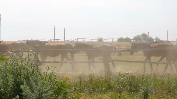 Duże stado koni w padoku w pyle latem na spacerze po stadninie lub farmie — Wideo stockowe