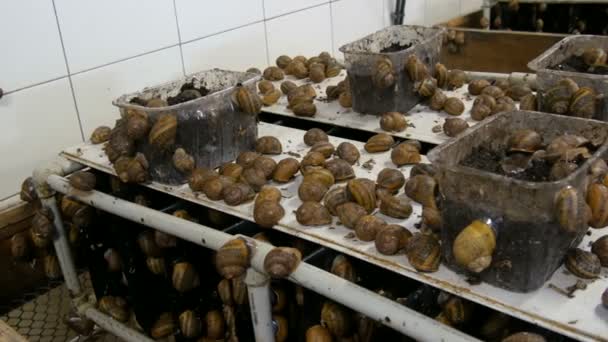 为蜗牛养殖场上的蜗牛数量提供冷藏室，一种富含健康蛋白质和有益粘液的美味佳肴。在地上爬行的蜗牛和箱子 — 图库视频影像