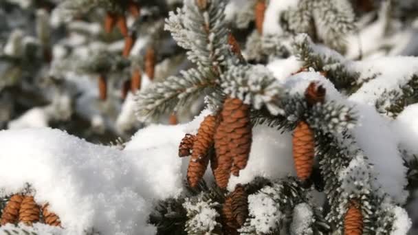 Piękne szyszki jodły na drzewie pokrytym śniegiem w zimowy dzień — Wideo stockowe