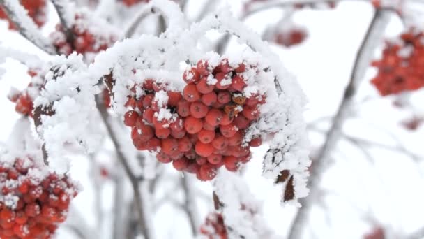 冬の日に雪に覆われた赤い熟した山灰またはローワンクイックツリーソルバスの束 — ストック動画