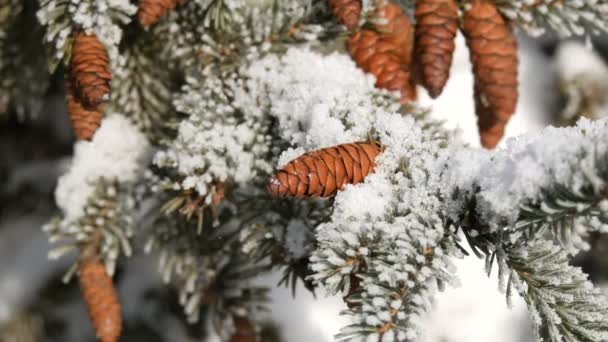 Hermosos conos de abeto en un árbol cubierto de nieve en un día de invierno — Vídeos de Stock