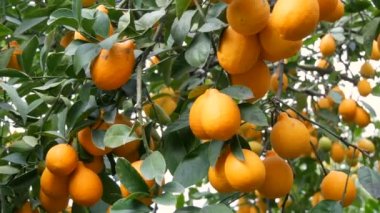 Meyveli turunçgiller, limonata serasındaki ağaç dallarına asılmış bir sürü olgun sarı limon topluyor. Limon bahçesi. Görüntüyü kapat