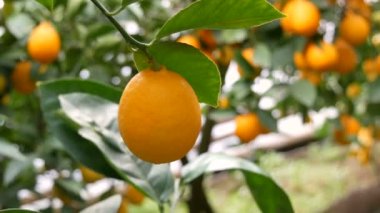 Meyveli turunçgiller, limonata serasındaki ağaç dallarına asılmış bir sürü olgun sarı limon topluyor. Limon bahçesi. Görüntüyü kapat
