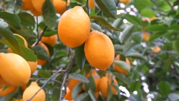 Цитрусовые собирают много спелых желтых лимонов, свисающих на ветвях деревьев в теплице лимонарии. Лимонный сад. Закрыть вид — стоковое видео