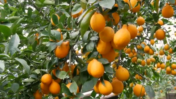 Сбор цитрусовых многие спелые желтые лимоны висят на ветвях деревьев в теплице лимонарии — стоковое видео