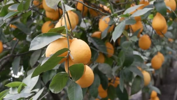Citrusové plody sklízejí mnoho zralých žlutých citronů visících na větvích stromů ve skleníku limonárie. Citrónová zahrada. Zavřít pohled — Stock video