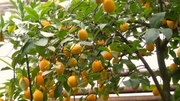 Limon hasadı, limonatadaki ağaç dallarında asılı bir sürü olgun sarı limon. — Stok video