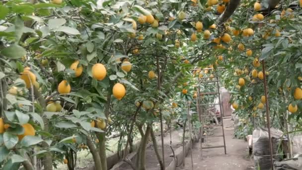 Citrus harvest many ripe yellow lemons hanging on tree branches in lemonaria greenhouse. Lemon garden — Stock Video