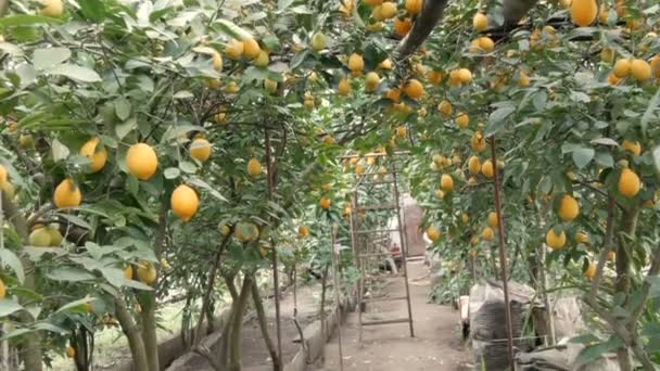 シトラスは多くの熟した黄色のレモンをレモナリア温室の木の枝にぶら下げて収穫します。レモン園 — ストック動画