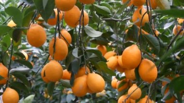 Limon, limonata serasındaki ağaç dallarında asılı bir sürü olgun sarı limon toplar. Limon bahçesi. Görüntüyü kapat