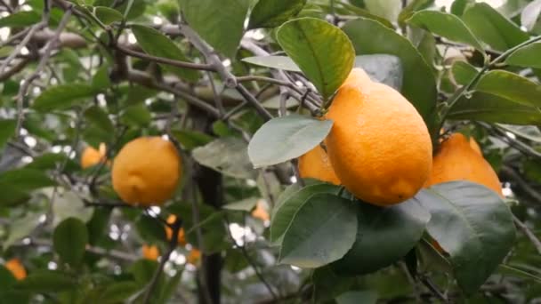 Citrusová sklizeň mnoho zralých žlutých citronů visících na větvích stromů ve skleníku limonárie — Stock video