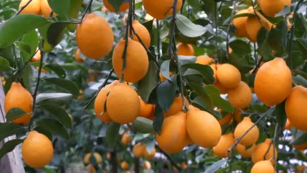 Ovoce citrusových plodů sklízejí mnoho zralých žlutých citronů visících na větvích stromů ve skleníku s limonádou. Citrónová zahrada. Zavřít pohled — Stock video