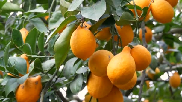 Citrus harvest many ripe yellow lemons hanging on tree branches in lemonaria greenhouse — Stock Video