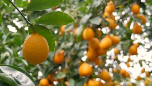 Fruit citrus harvest many ripe yellow lemons hanging on tree branches in lemonaria greenhouse. Lemon garden. Close up view — Stock Video