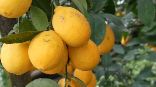 Citrusová sklizeň mnoho zralých žlutých citronů visících na větvích stromů ve skleníku limonárie — Stock video