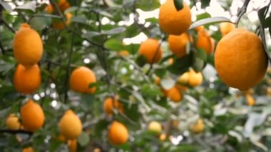 Limon hasadı, limonatadaki ağaç dallarında asılı bir sürü olgun sarı limon.