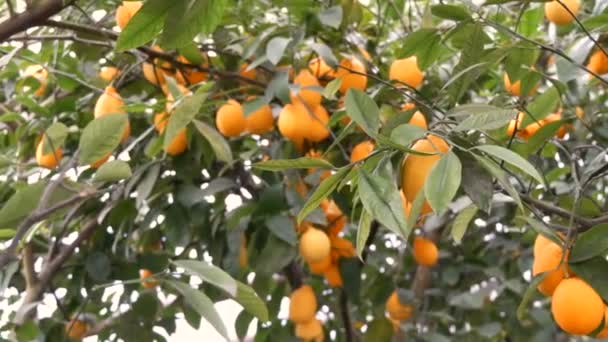 Сбор цитрусовых многие спелые желтые лимоны висят на ветвях деревьев в теплице лимонарии — стоковое видео