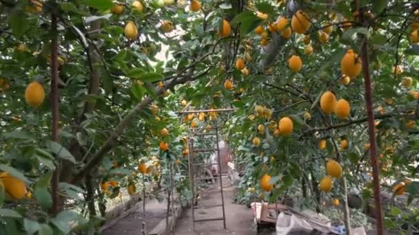 Цитрусовые собирают много спелых желтых лимонов, свисающих на ветвях деревьев в теплице лимонарии. POV walking — стоковое видео