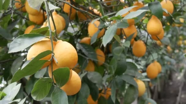 Цитрусовые собирают много спелых желтых лимонов, свисающих на ветвях деревьев в теплице лимонарии. Лимонный сад. Закрыть вид — стоковое видео