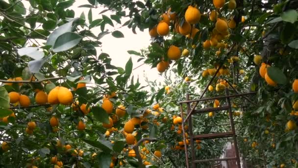 Zitrusfrüchte ernten viele reife gelbe Zitronen, die im Zitronengewächshaus an Zweigen hängen — Stockvideo